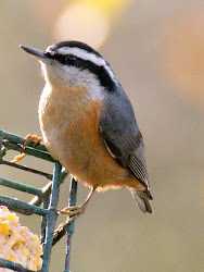 texas birds yellow orange fly pine pleasant warblers every suet feeders birding wildlife watching se crowned rumped reappeared afternoon haven