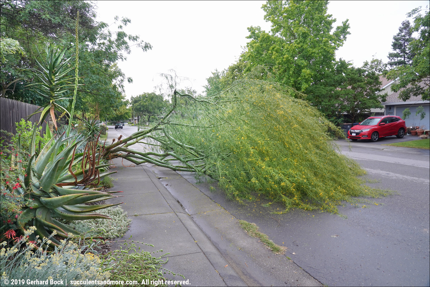 Palo verde removal and replanting no lollygagging here!