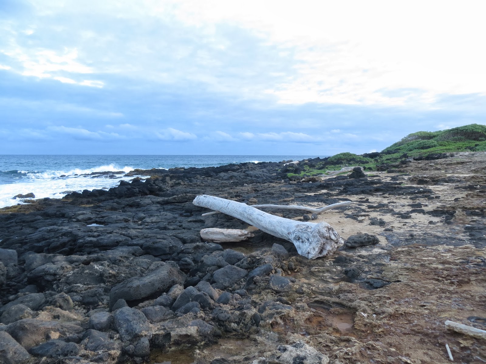 Tide Pool Life on Poipu Beach November 2013