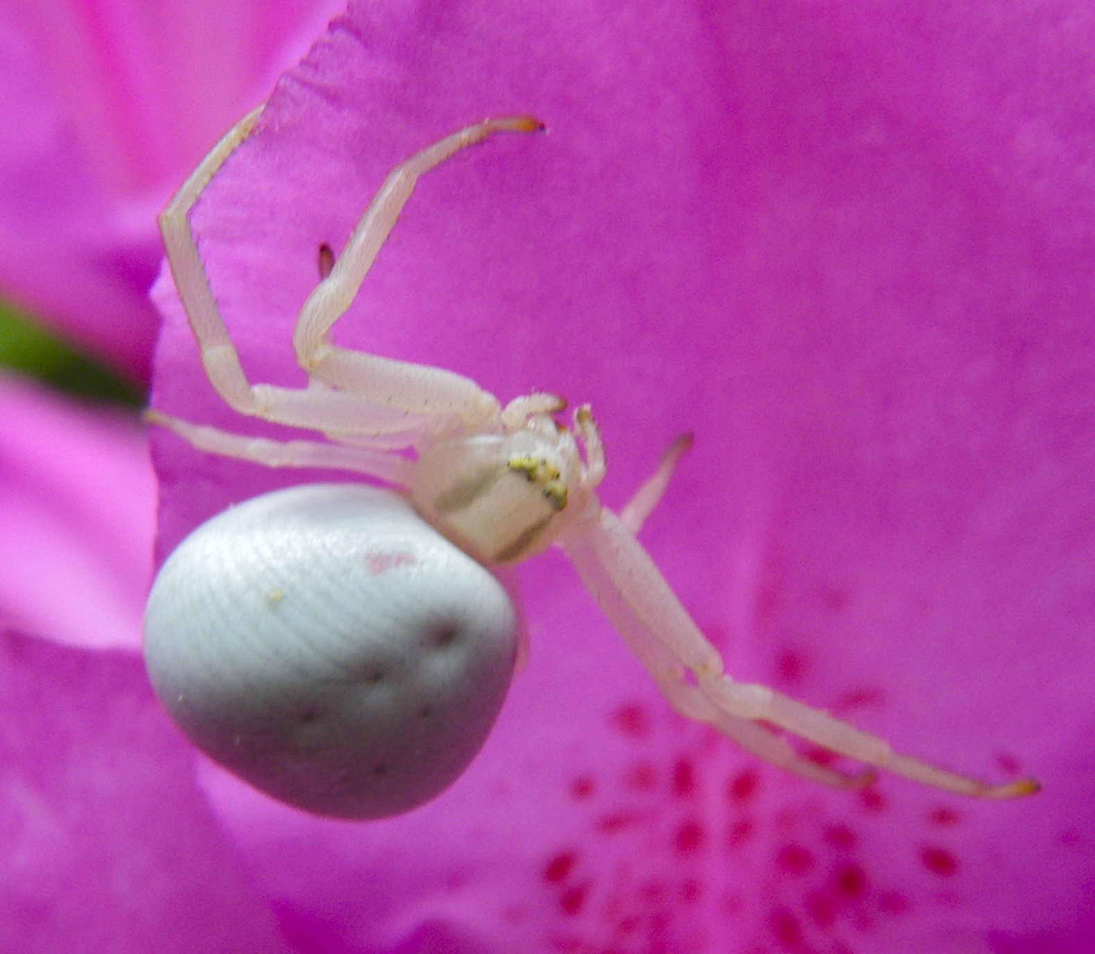 Angie&amp;#39;s random blog: A white spider in my garden