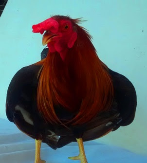 KELSO GALLO