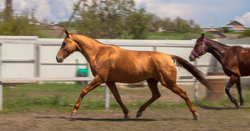 Маи лошадки. Золотой Дончак. Золотая лошадь. Лошадь мая. Золотая лошадь Таганрог.