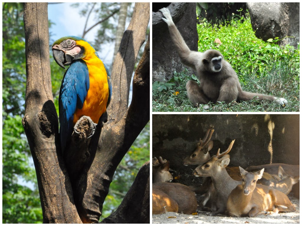 Penang Chronicles: Taiping Zoo visit