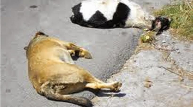 Φθιώτιδα: Επικήρυξαν τον δολοφόνο που ρίχνει φόλες σε σκυλιά στις Κομποτάδες