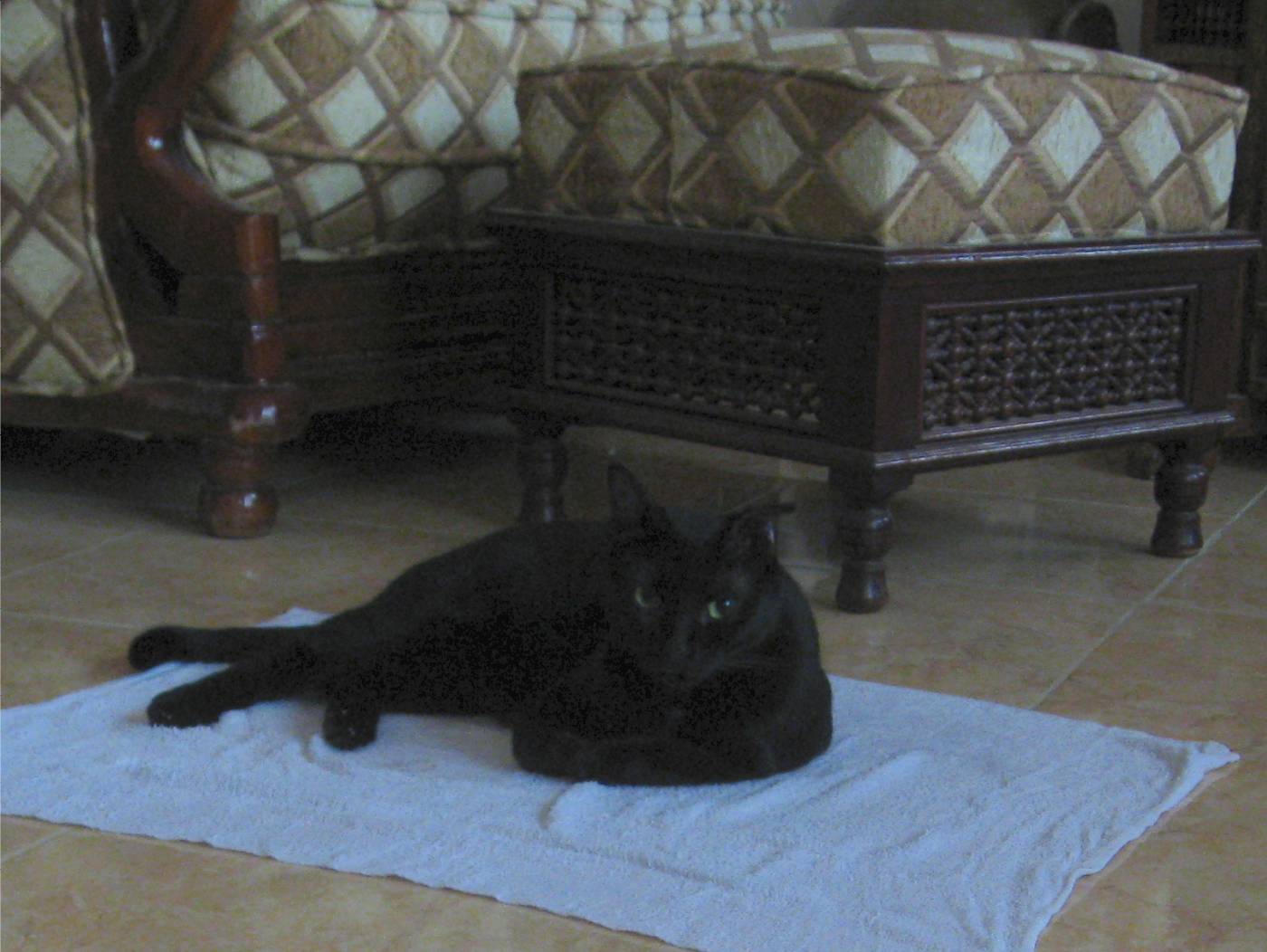TOWEL PONCHO COOL CAT main image 1