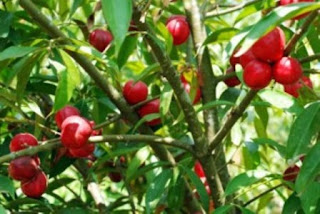 obat tradisional ambeien parah