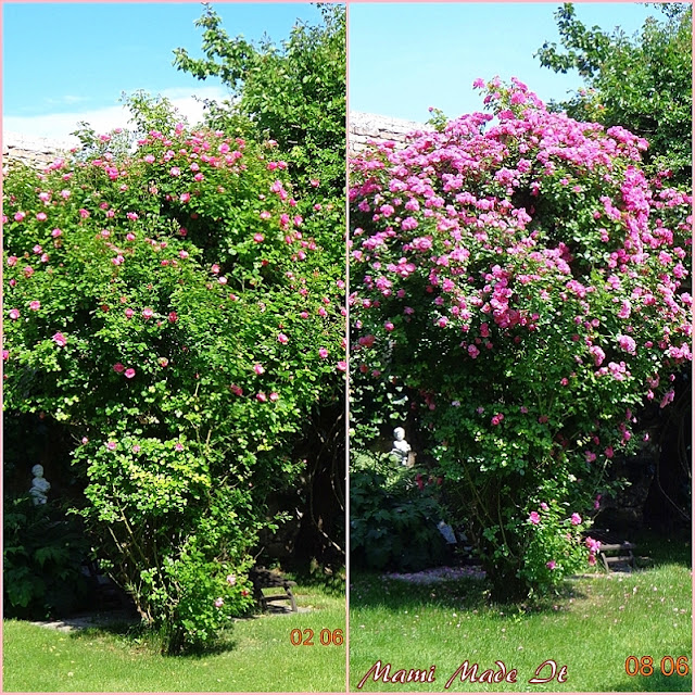 Roses in June - Rosenmonat Juni