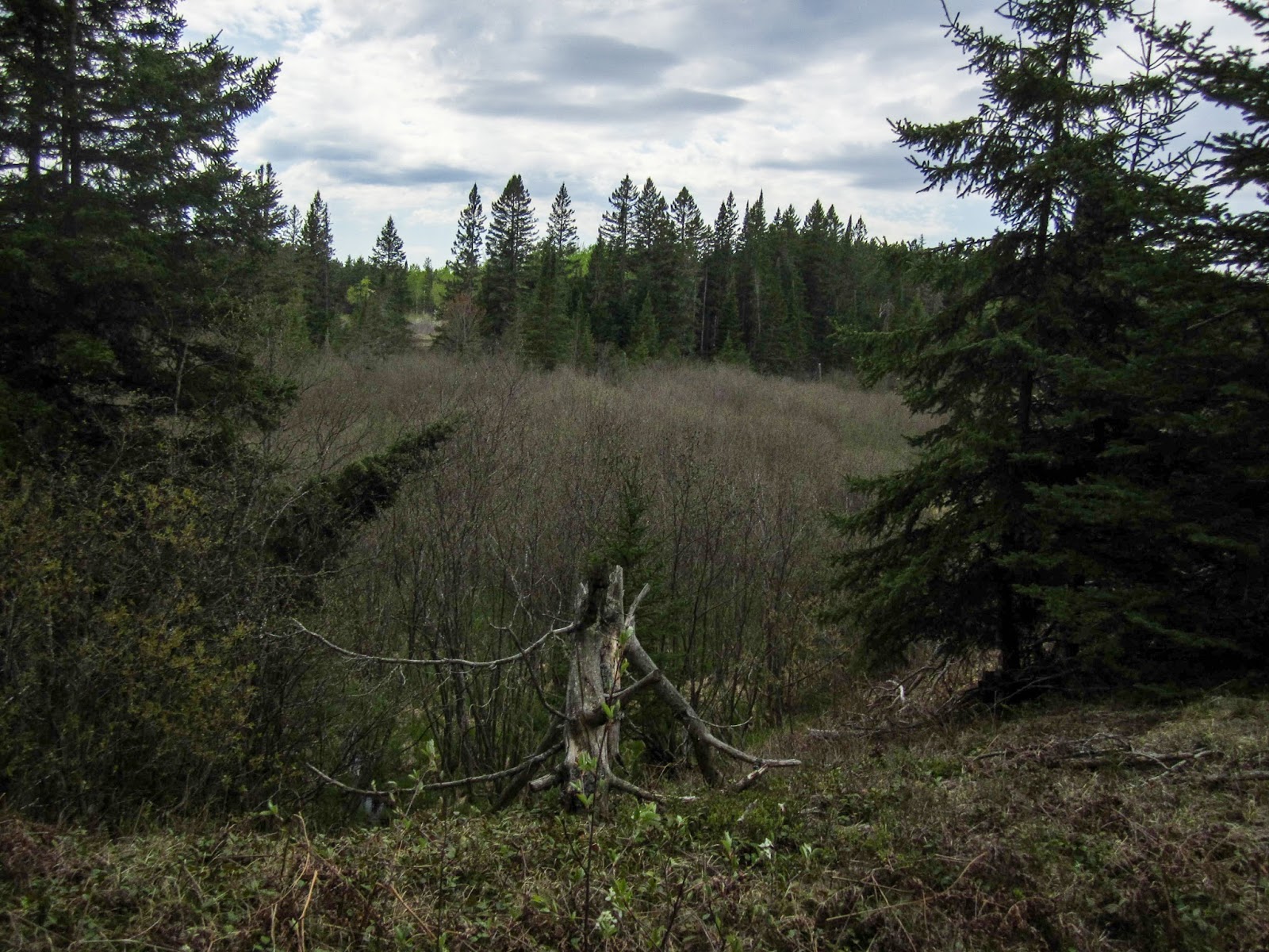 Eric's Hikes North Country Trail between Tahquamenon River and Trout