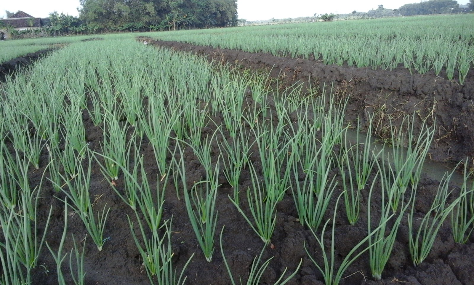 harga bibit umbi bawang merah harga yos harga bibit umbi bawang merah harga yos