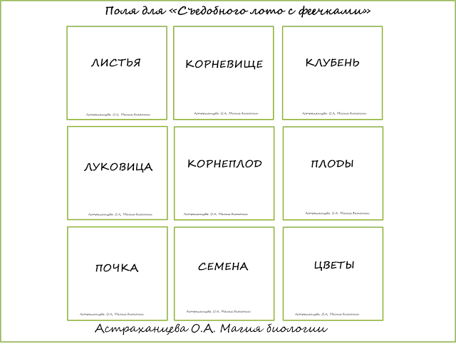 igry-v-botaniku-na-dache-dlya-detej-sedobnoe-loto-magiya-biologii igry-v-botaniku-na-dache-dlya-detej-sedobnoe-loto-magiya-biologii
