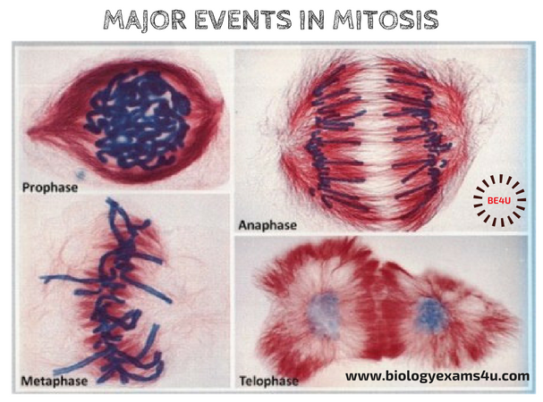 Major events in Mitosis