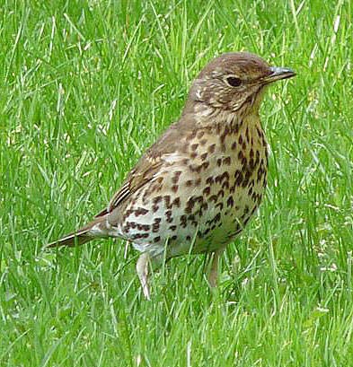 Wild and Wonderful: Beautiful Birds (25): Thrush - Mistle or Song?