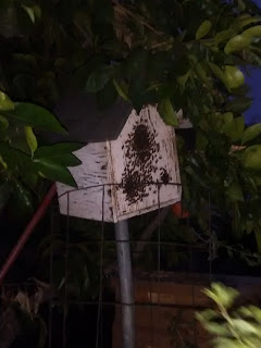 beyhive, beyonce, bee hive, honey