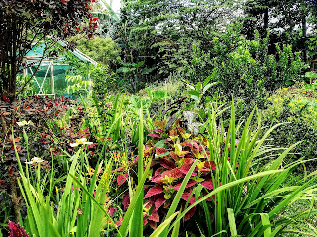 The Garden The Garden