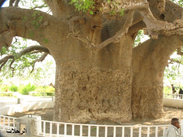 ارض الاحلام صور الشجرة الخزان في السودان African Boabab