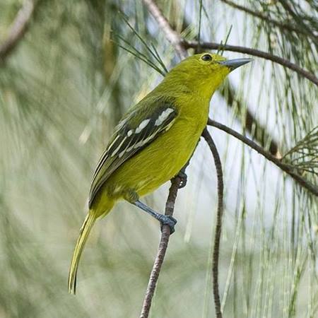 Mengenal Burung Sirpu Atau Cipoh Sang Pengicau Merdu Burung Jawara