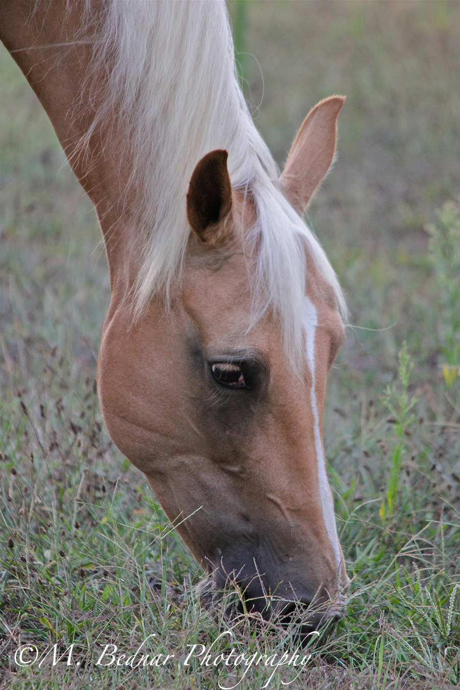 Just Horses Palomino Quarter Horse For Sale