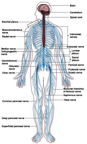 Serba Serbi Anatomi Manusia