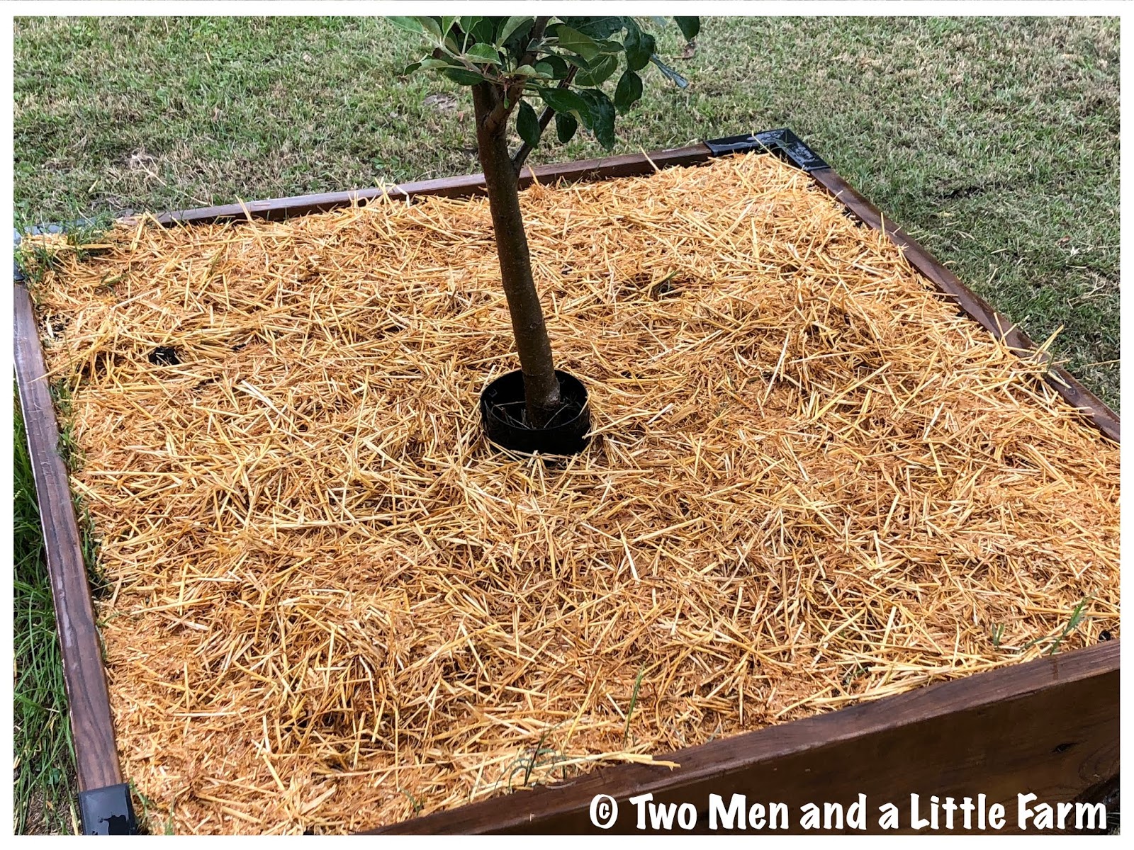 HOw To MULCH, FRUIT TREES AND NACHOS