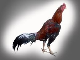 Gambar Ayam Bangkok Asli Gambar Ayam Bangkok Asli
