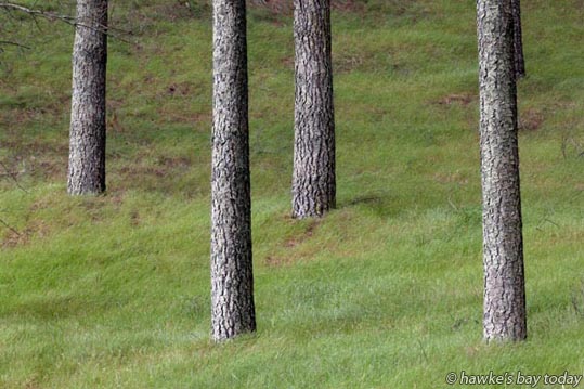 Rural scene, forestry, pine trees, countryside, farm, green grass, spring weather, Puketapu Rd, Taradale, Napier. Rural scene, forestry, pine trees, countryside, farm, green grass, spring weather, Puketapu Rd, Taradale, Napier. photograph