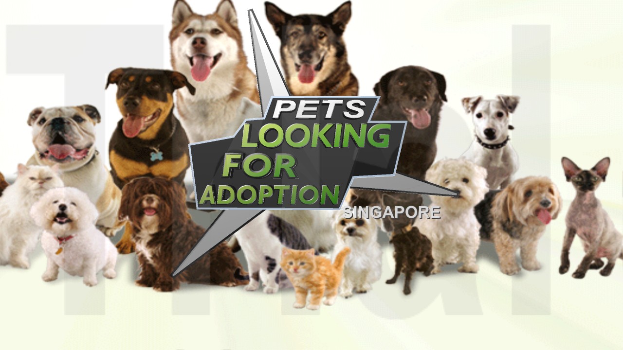 PETS LOOKING FOR ADOPTION (SINGAPORE) Calling for Fosterer or Adopter
