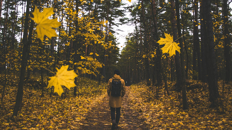 Autumn, Walk through Forest