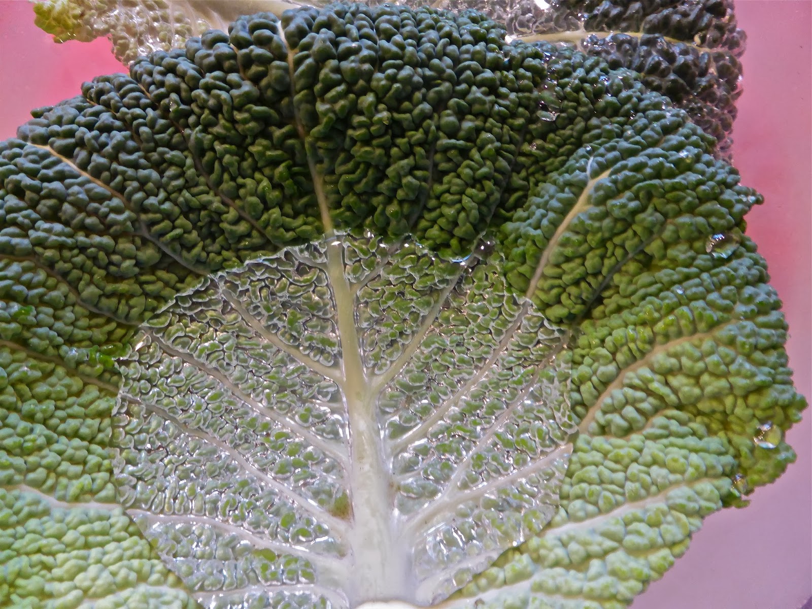 A Savoy cabbage leaf
