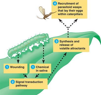 Plant Life: Coevolution