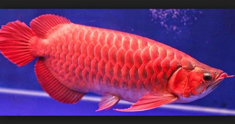 Harga Ikan Arwana Super Red Besar Dan Kecil Anakan