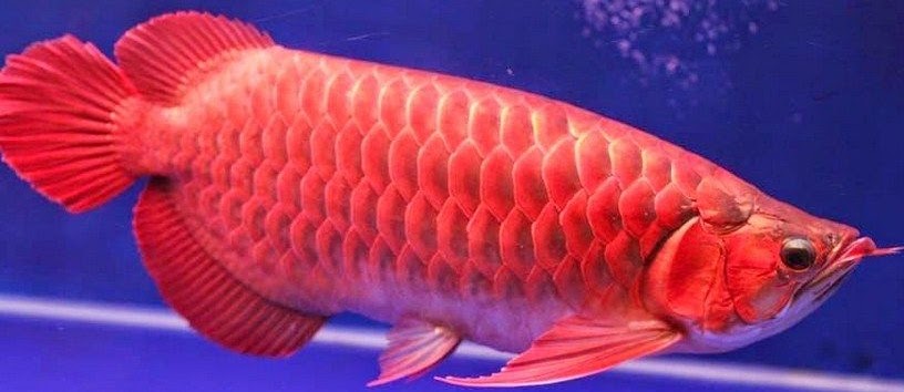 Harga Ikan Arwana Super Red Besar dan Kecil (Anakan)