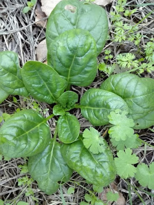 Orto di novembre: spinaci Orto di novembre: spinaci