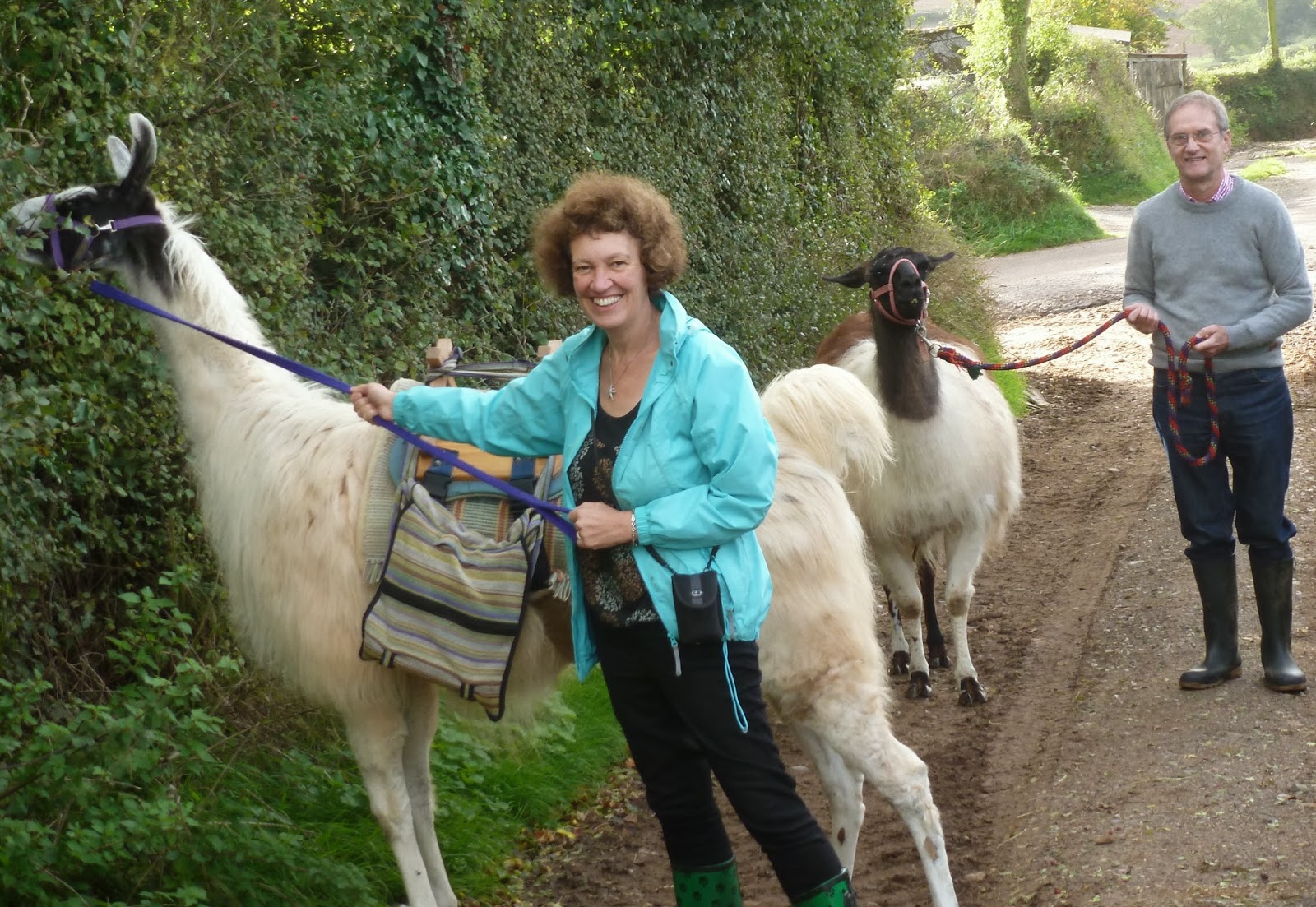 Walking with llamas