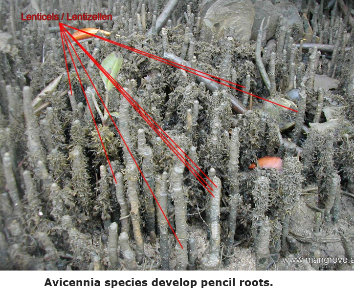 hihi: MANGROVES