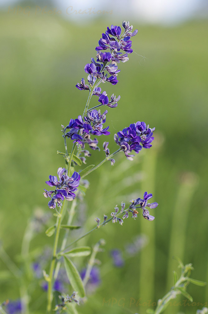 MPG Photo Creations Kansas Wildflowers Purple & Blue