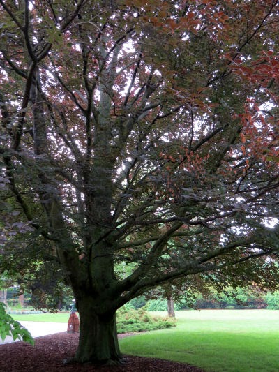 bronze beech at Dow Gardens