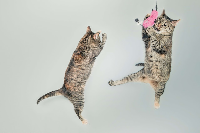 animals photos animals photos