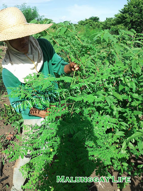 how-to-prune-moringa-plant