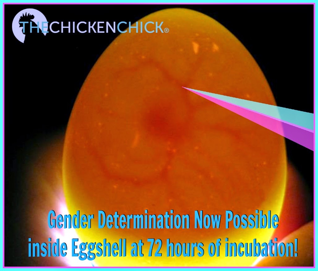 chicken egg incubation temperature determines sex chicken egg incubation temperature determines sex