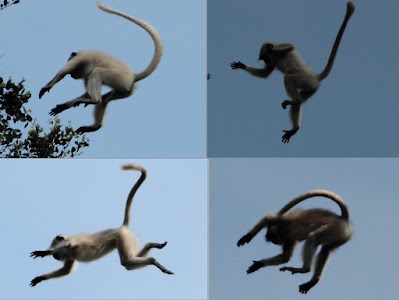 Grey Langurs leaping from the Tower