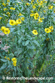 Restoring The Landscape With Native Plants: Native Plant of the Week ...