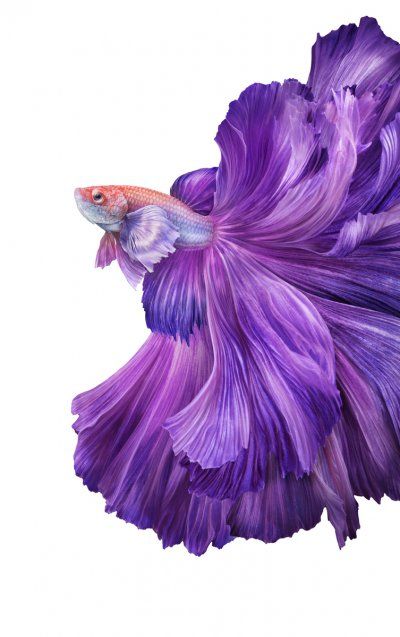 Betta Fish Wallpapers 4K Ứng dụng trên Google Play