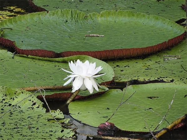 Dia da Amazônia: conheça a floresta