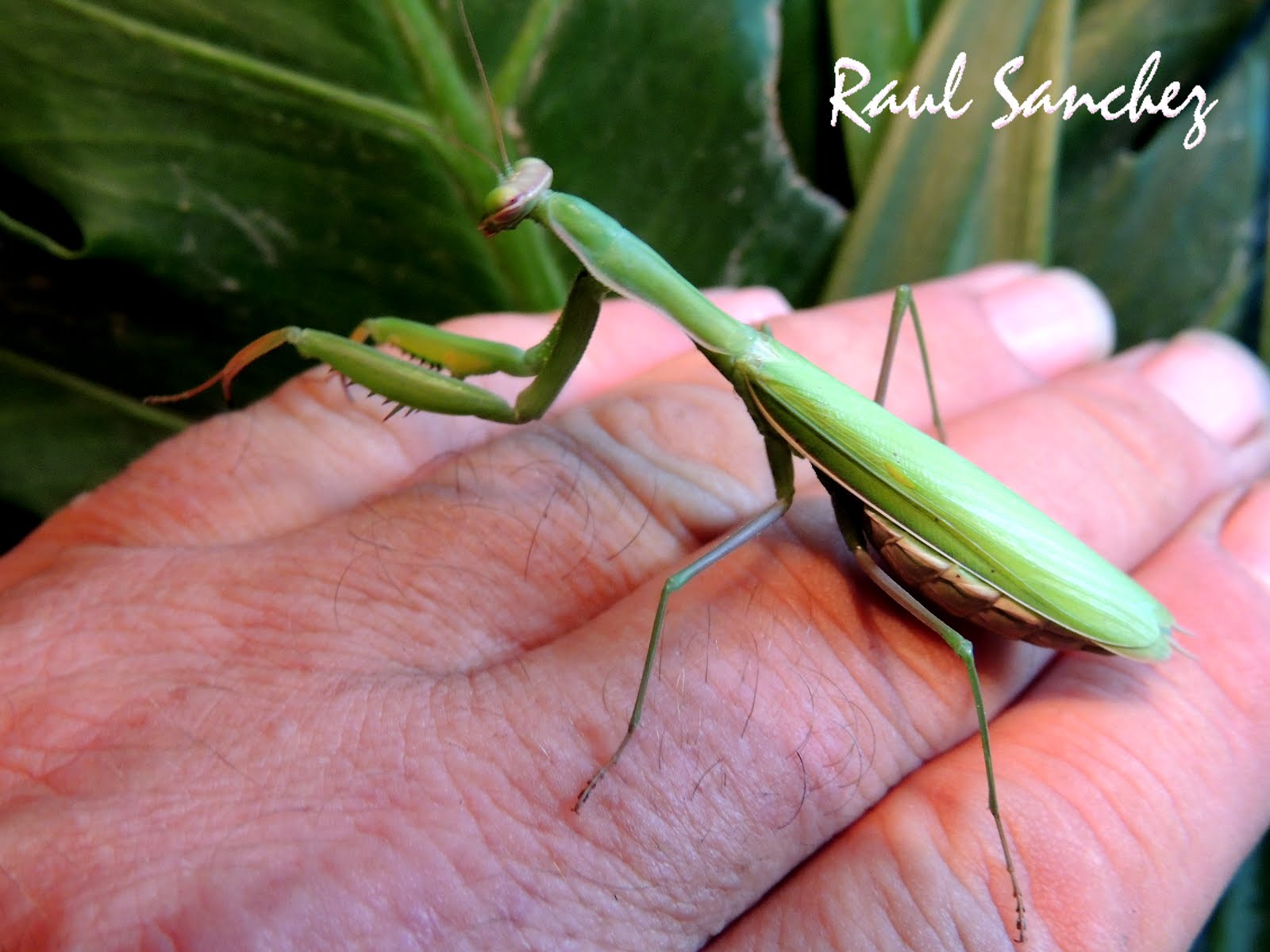 Mantis religiosa