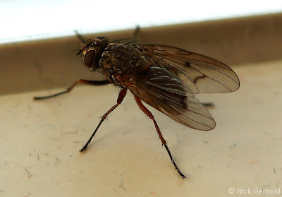 Makrofotografie Kleine Stubenfliege Nahaufnahme einer kleinen Stubenfliege auf dem Fensterbrett, Fannia canicularis, Makrofotografie Fliegen