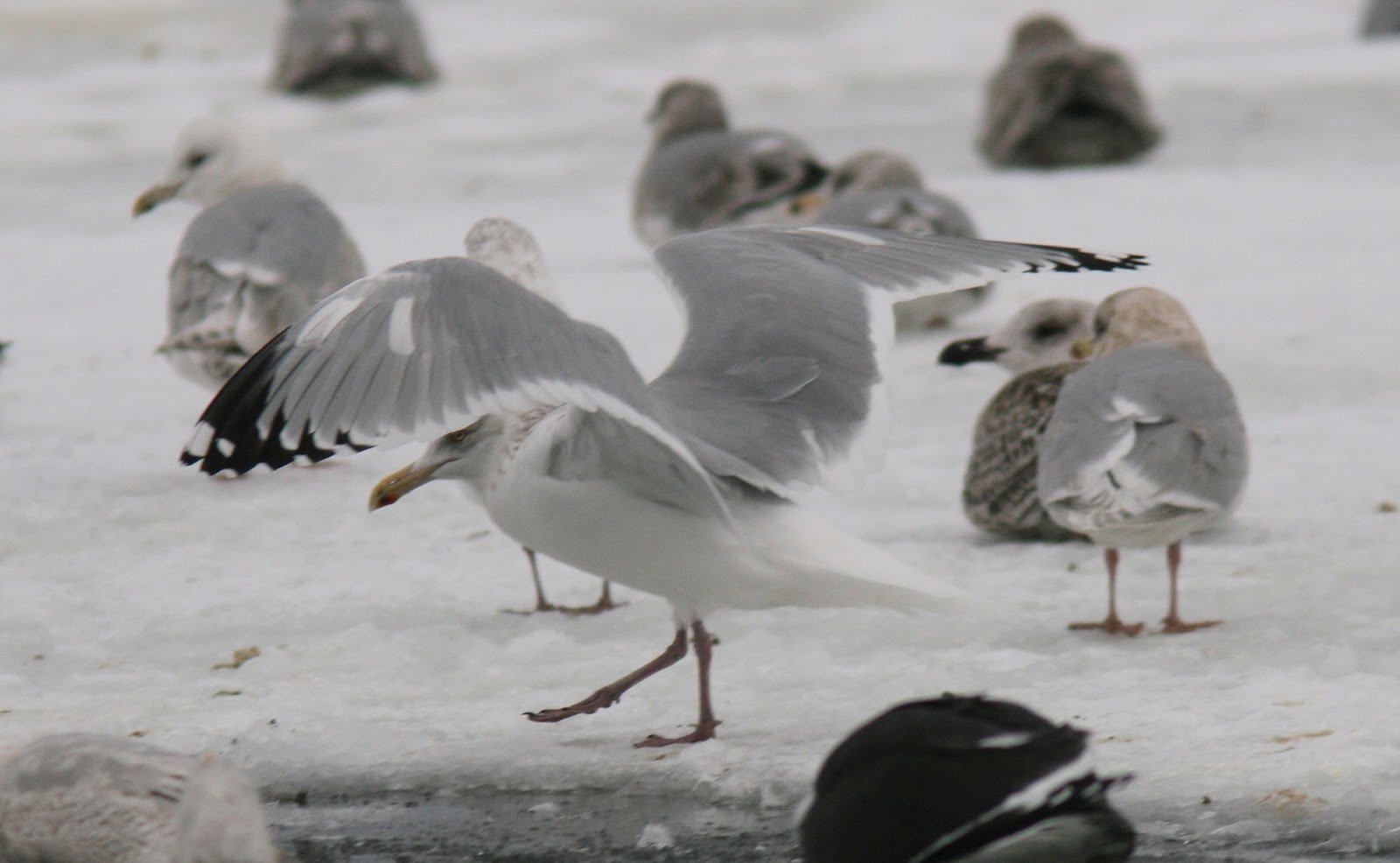 Birding Newfoundland with Dave Brown American Herring Gull Photo