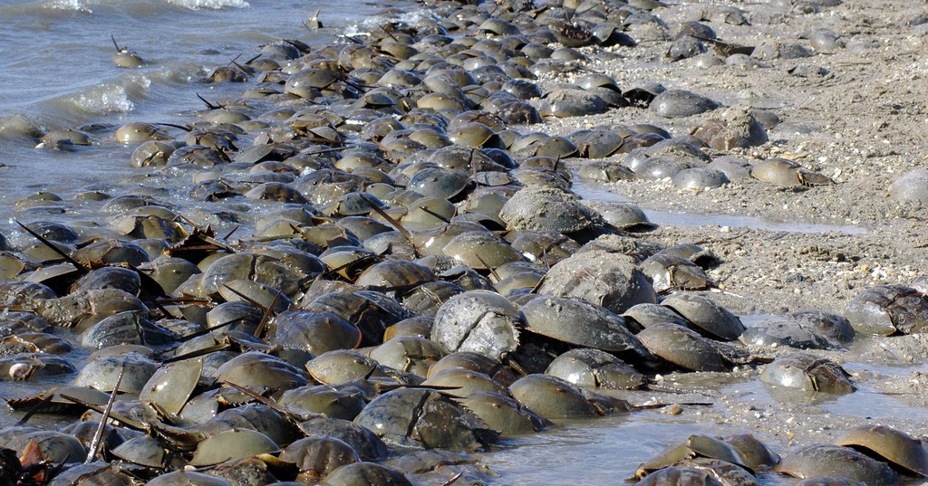 Endangered New Jersey Horseshoe Crabs and Shorebirds Return to