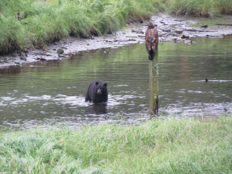 Grandma's Grand Adventures Mostly the bears and eagles at Herring Cove