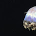 1st Video of Dumbo Octopus Hatchling Is Adorbs