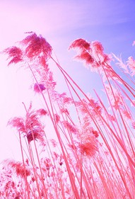 Seaside Style: Pinterest Pink Inspiration